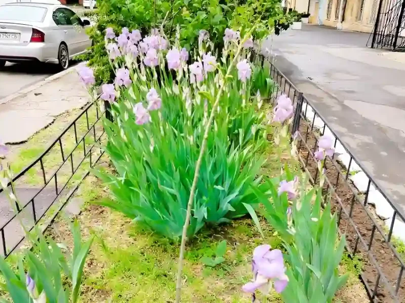 Одеса після дощу: клумби, що дарують спокій серед міського шуму 