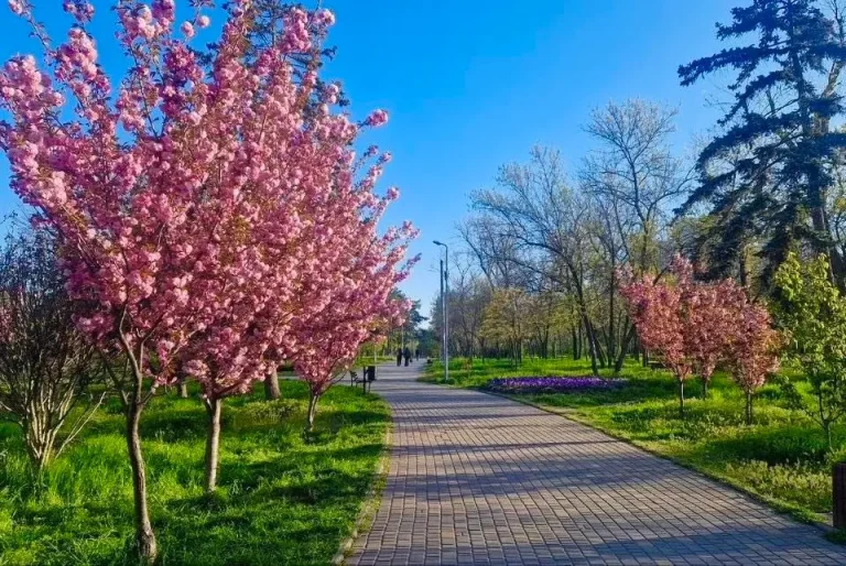 сакура