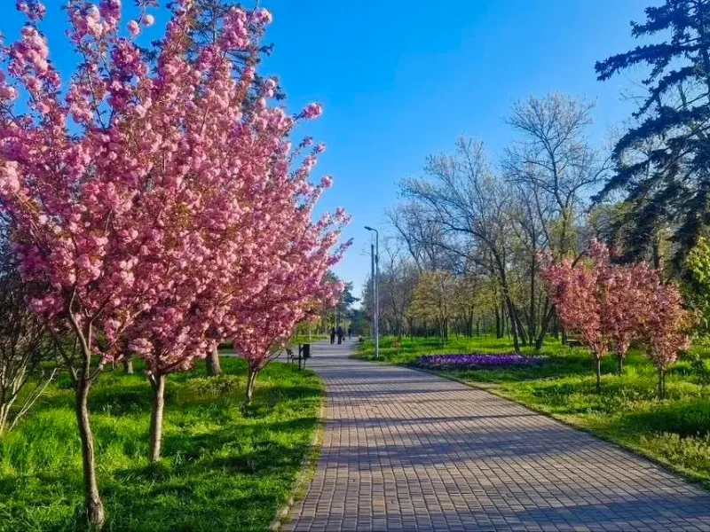 сакура