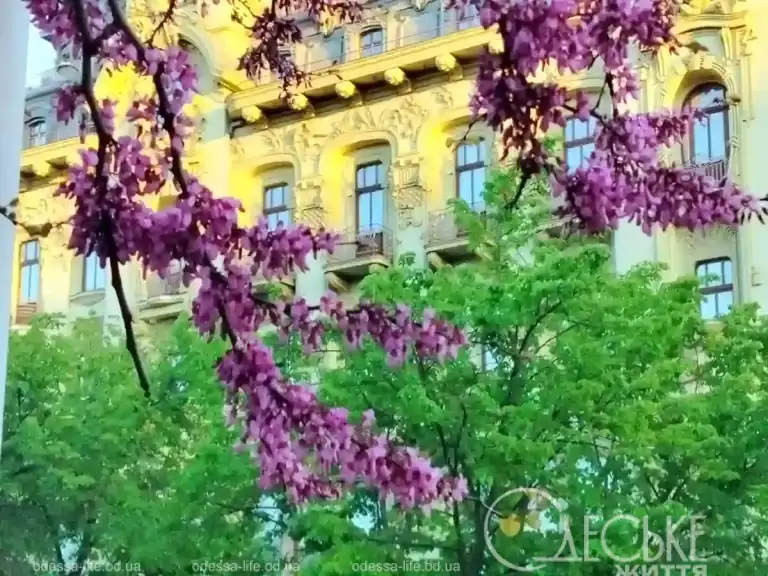 Юдине дерево у Міськсаду
