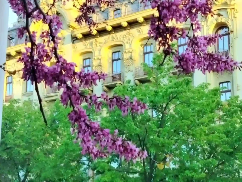 Юдине дерево у Міськсаду