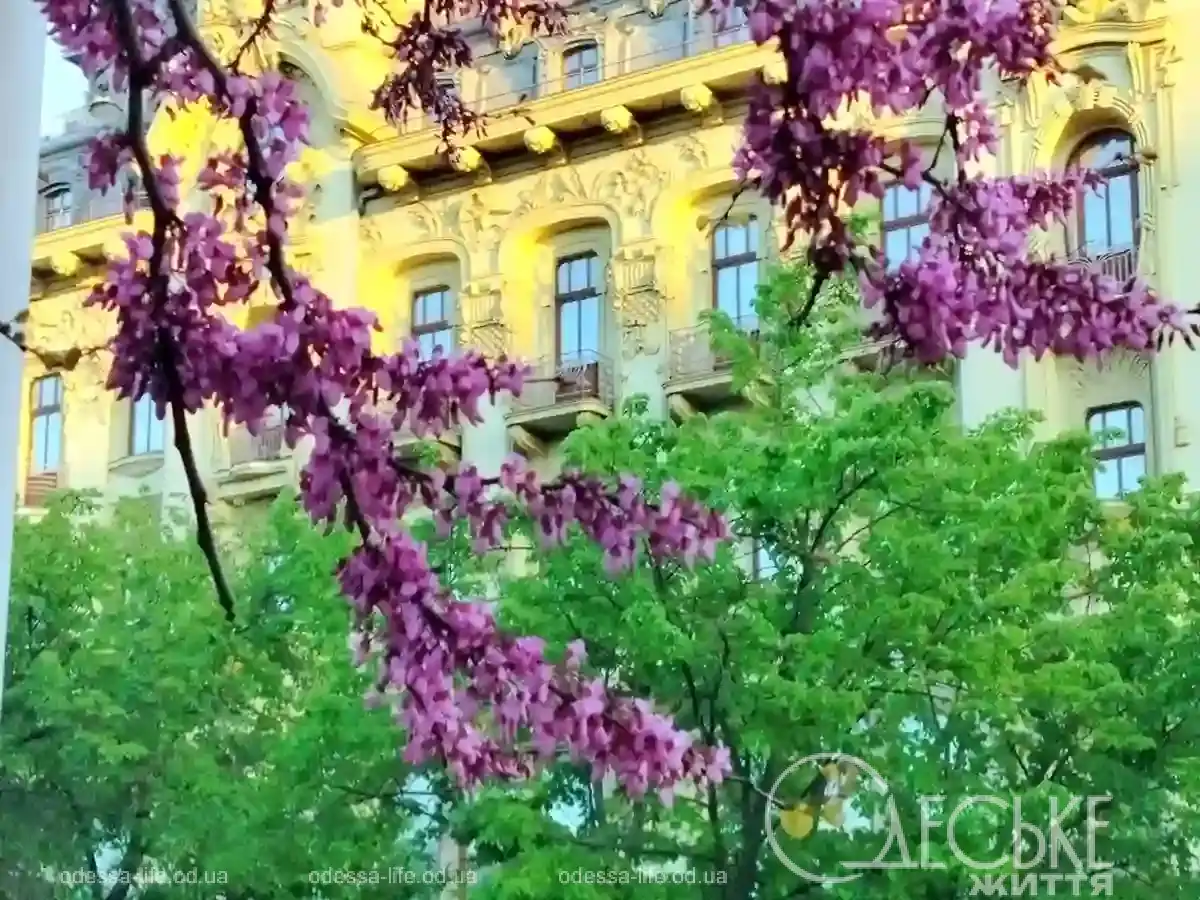 Юдине дерево: як весна перемогла в серці Одеси (фото)