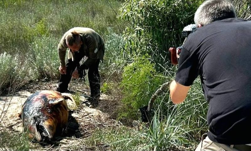 загибель дельфінів