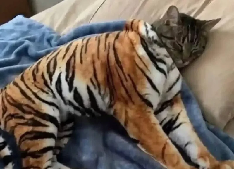 Кототигр, юмористическая картинка
