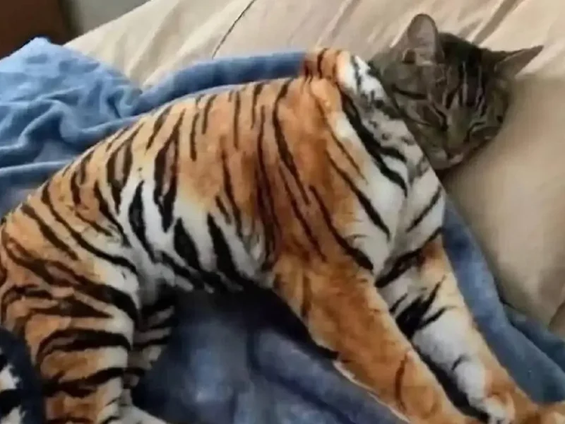 Кототигр, юмористическая картинка