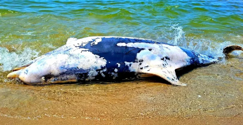 дельфіни на Чорному морі