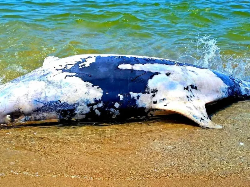 дельфіни на Чорному морі