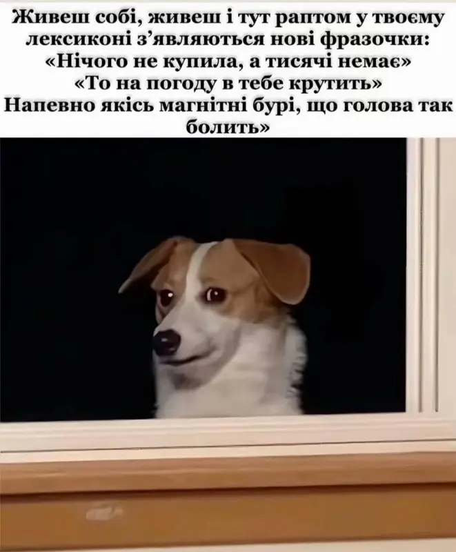 Собака в окне цитаты про взрослую жизнь