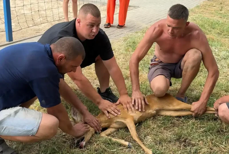 косуля в Измаиле