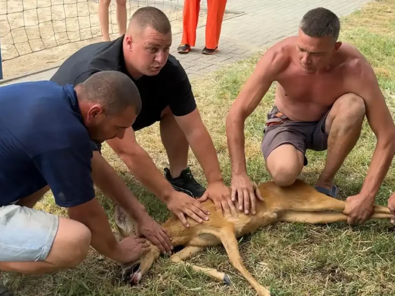 косуля в Измаиле