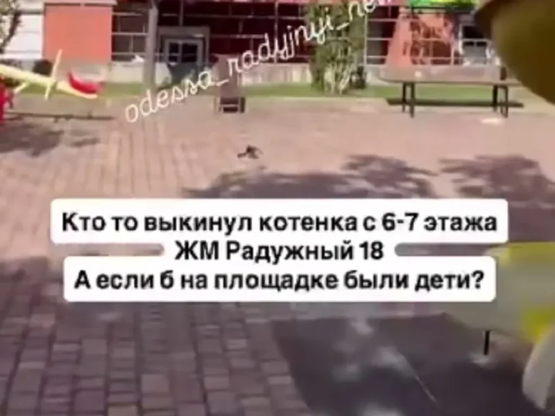 Гибель котенка на Радужном в Одессе