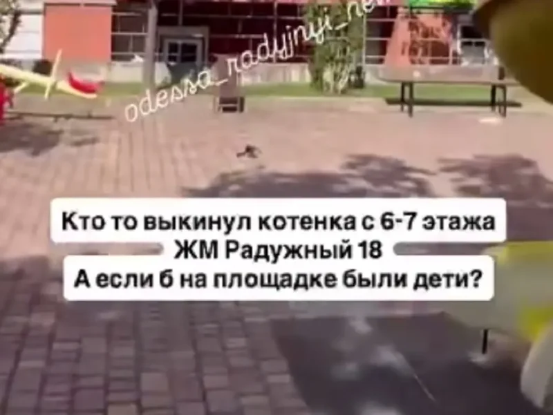 Гибель котенка на Радужном в Одессе