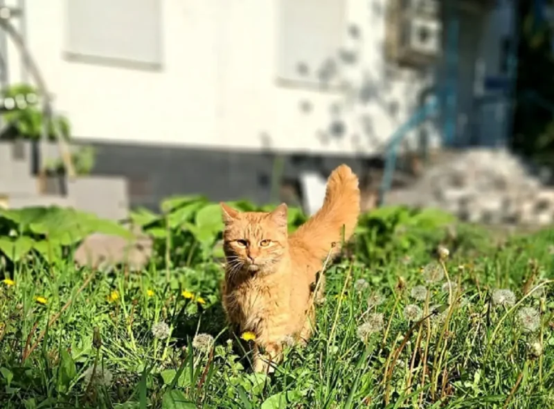 Одесский котик под летним солнцем