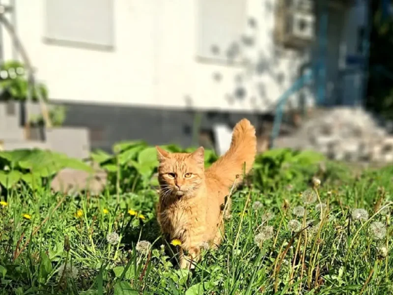 Одесский котик под летним солнцем
