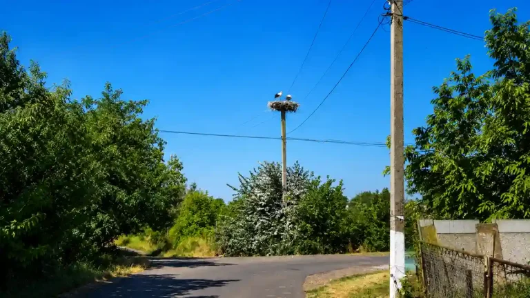 Лелеки у Бочманівці