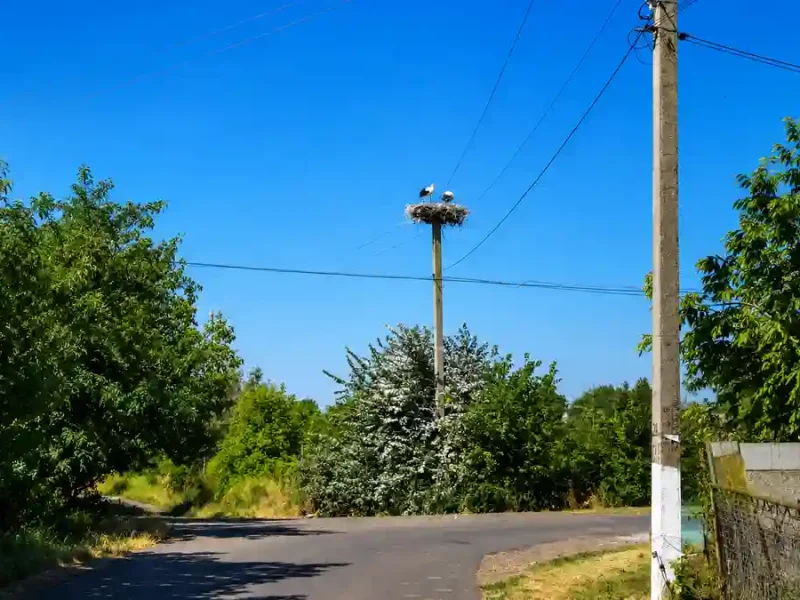Лелеки у Бочманівці