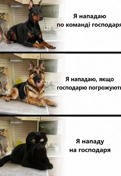 Собаки, коты, нападение