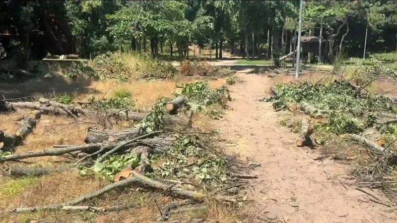 в парке Победы срубили липы