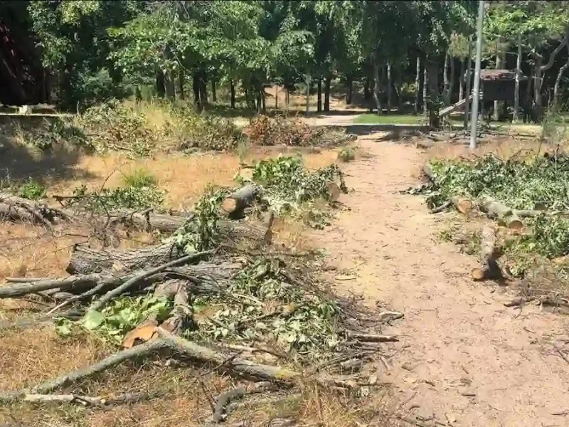 в парке Победы срубили липы