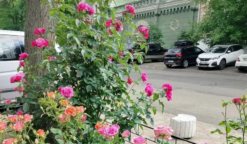 Одесские розы