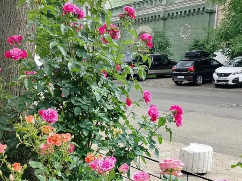Одесские розы