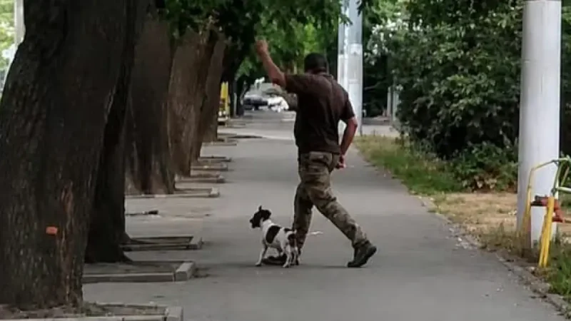 тцк собака