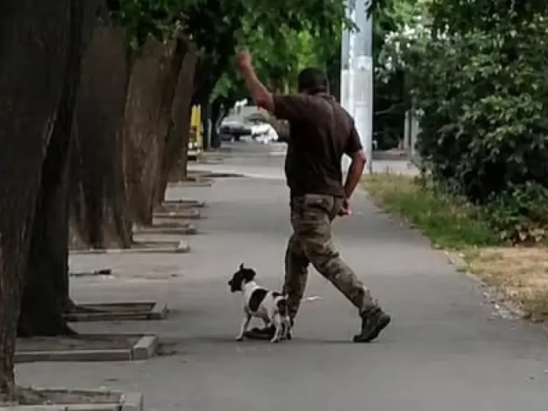 тцк собака