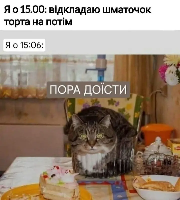Кот в коробке, торт на столе, юмор про еду