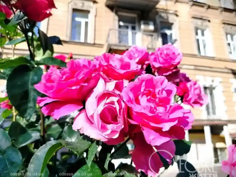 Троянди квітнуть на вулицях Одеси