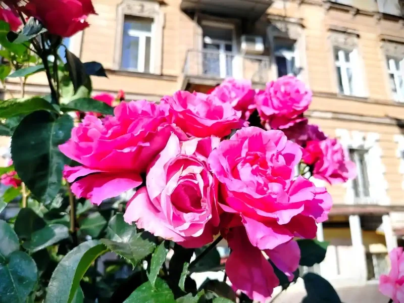 Троянди квітнуть на вулицях Одеси