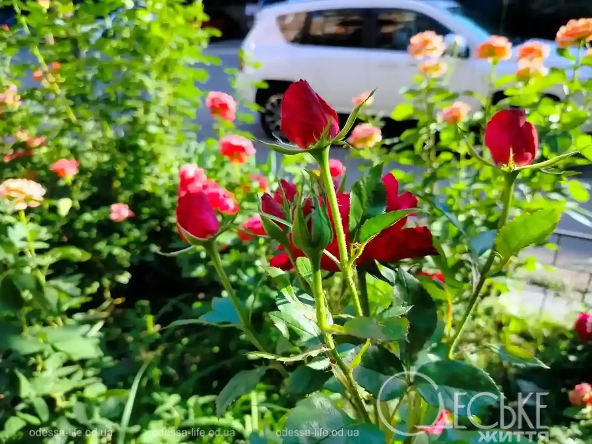 Троянди квітнуть на вулицях Одеси