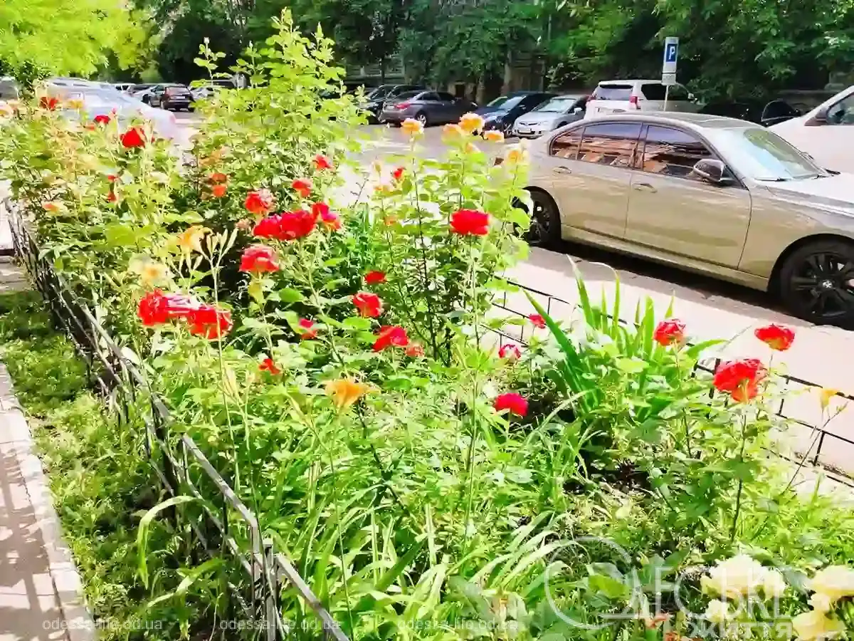 Троянди квітнуть на вулицях Одеси