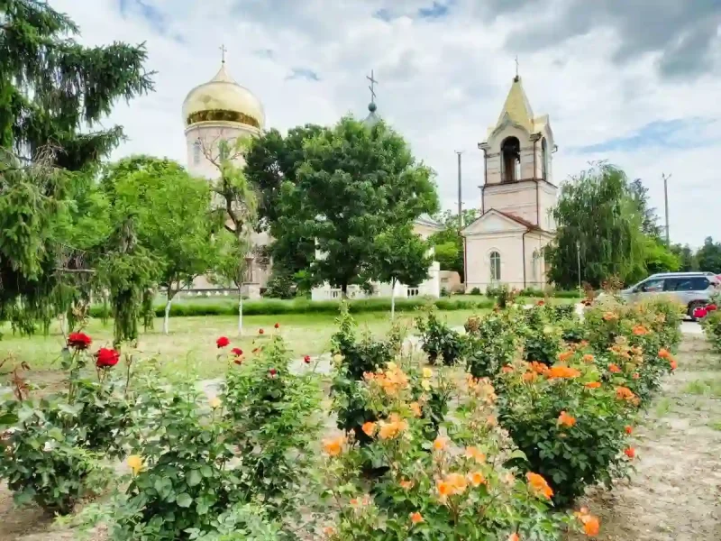 Троянди в Провадії у Рені