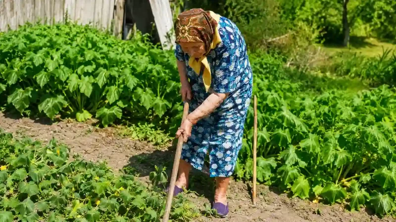 Бабуся на городі