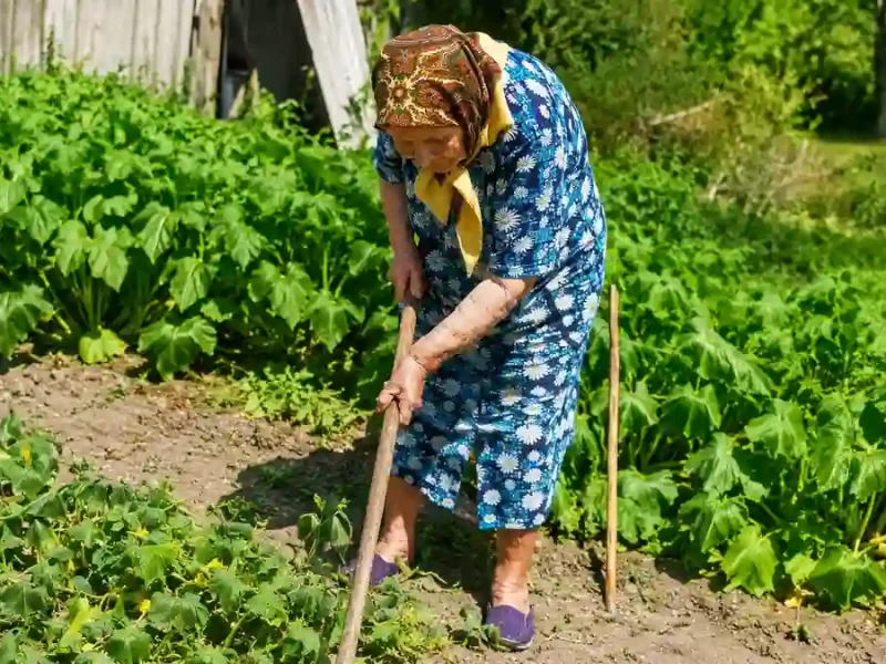 Бабуся на городі
