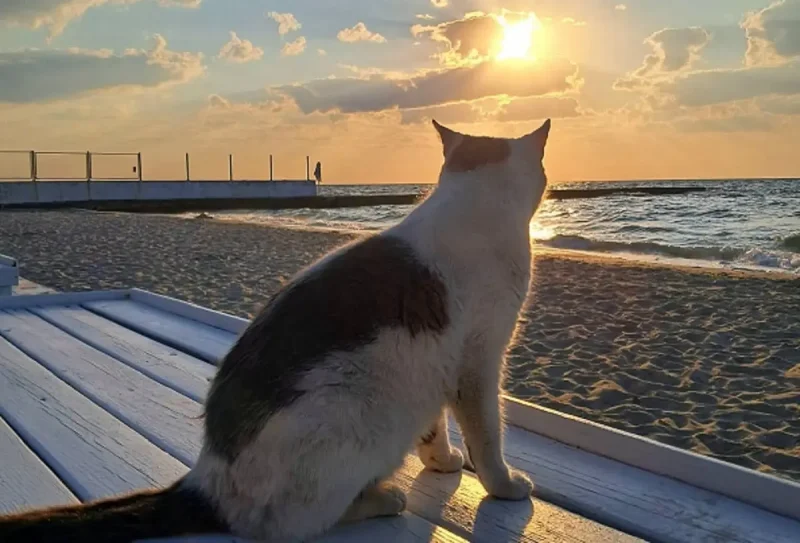 Котик на одесском пляже июльским утром