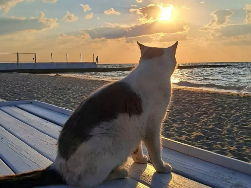 Котик на одесском пляже июльским утром