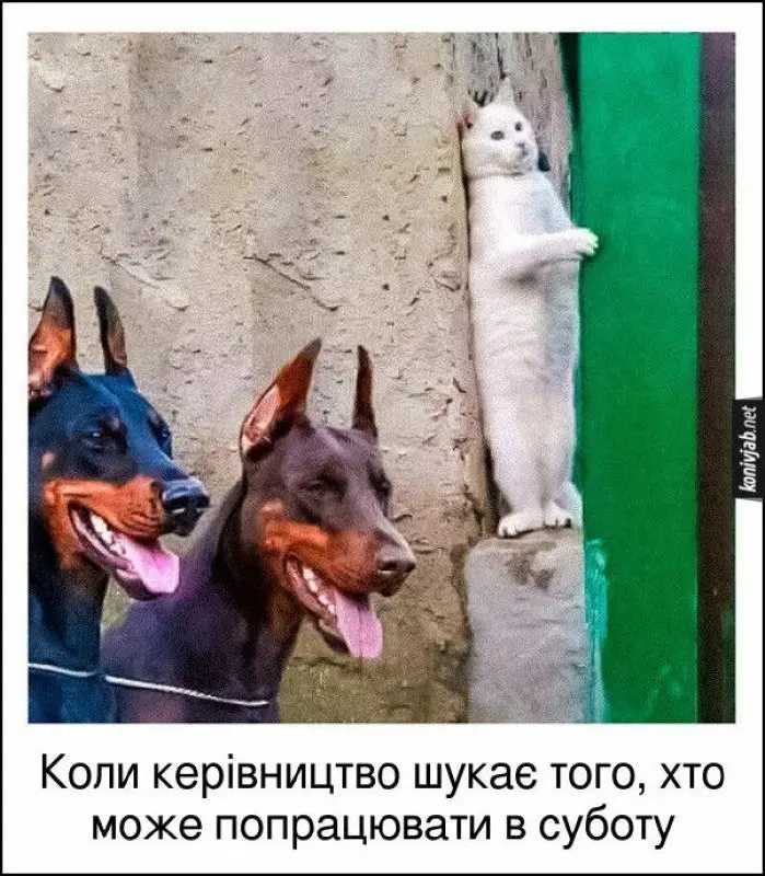 гумор, меми