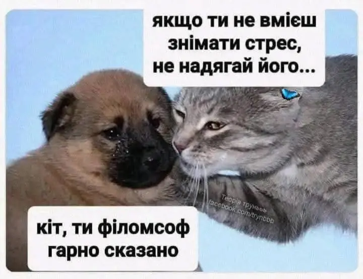 гумор, меми