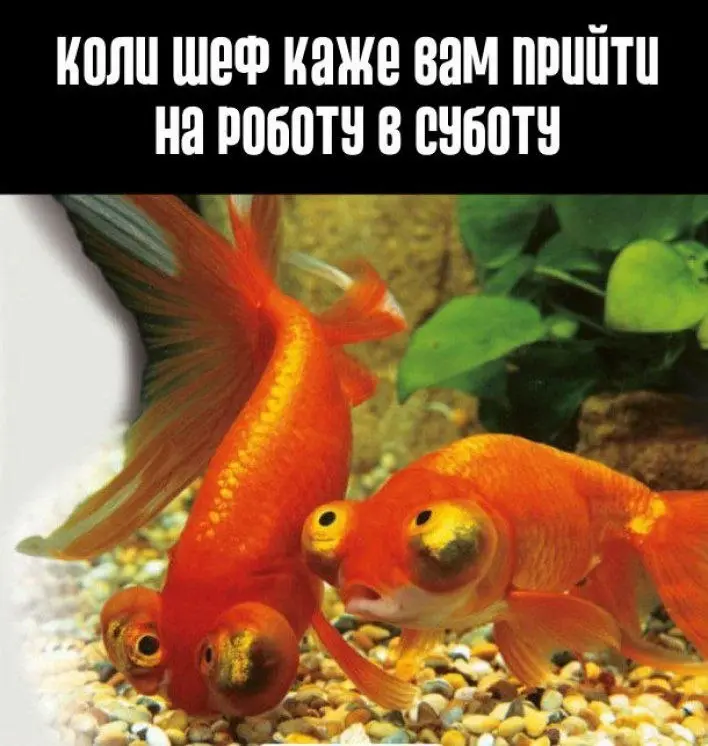 гумор, меми