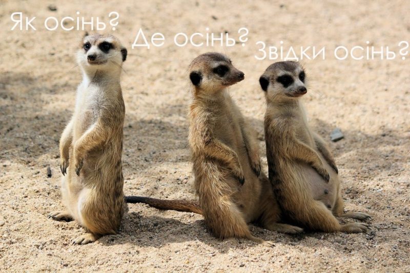 гумор про літо
