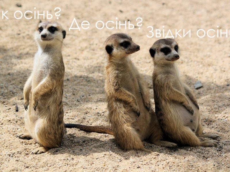 гумор про літо