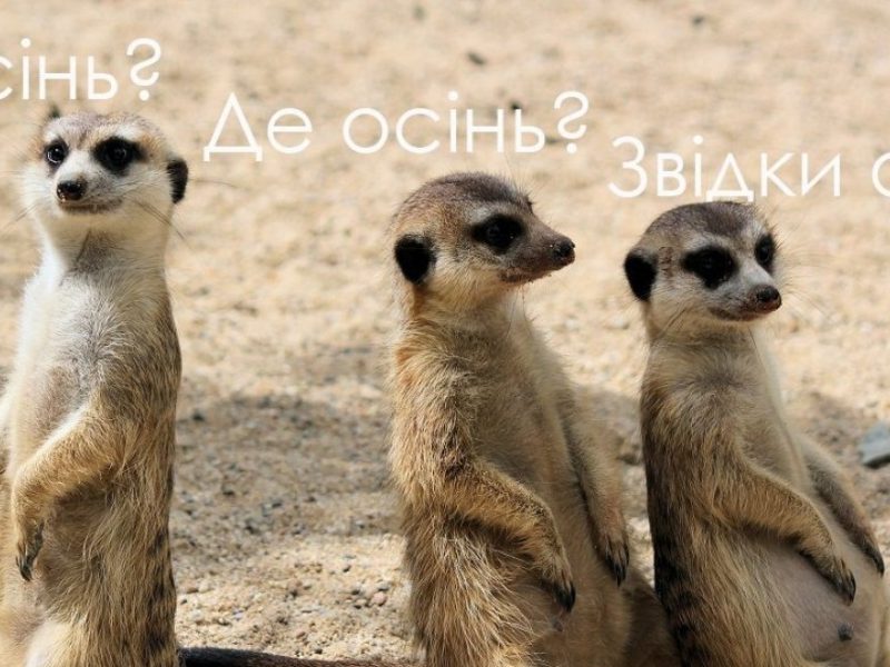 гумор про літо