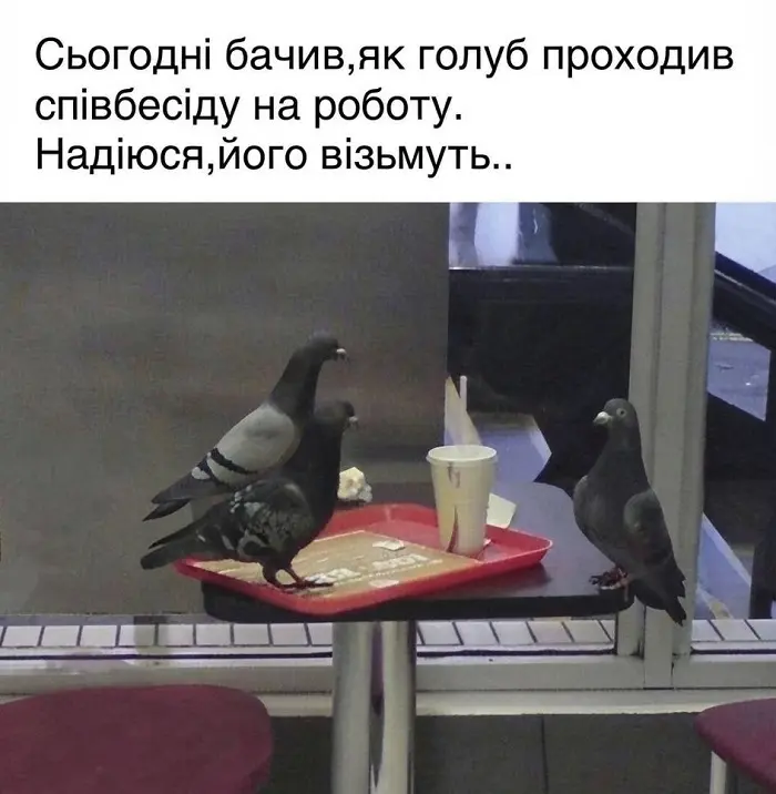 Голубиное собеседование
