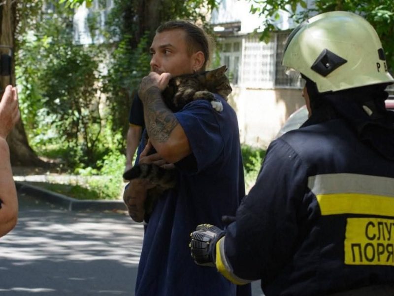 В Одесі врятували кота, який три дні просидів на тополі