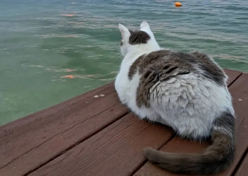 Одесский котик у моря