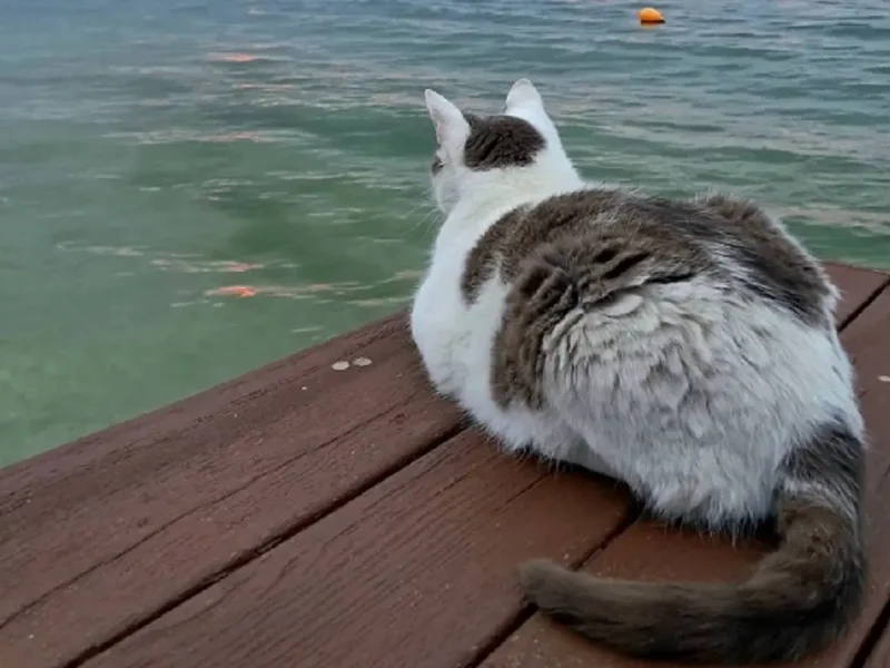 Одесский котик у моря