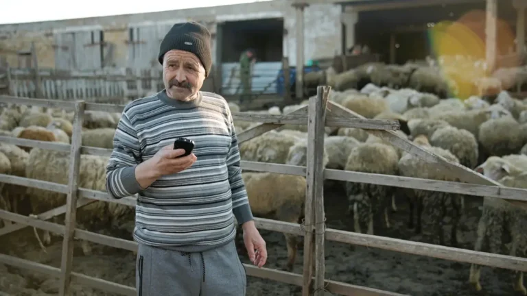Вівчар з отарою