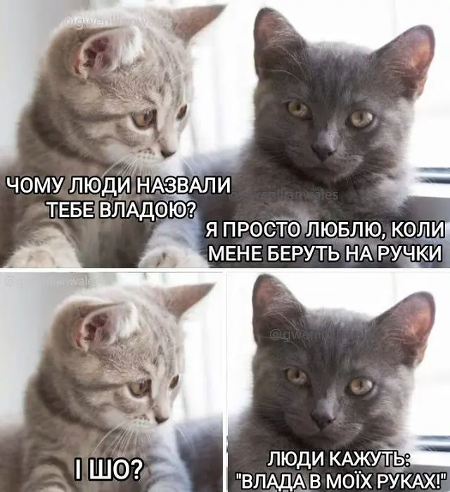 О важности кошачьего имени