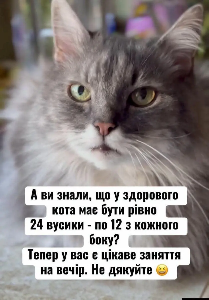 гумор, меми